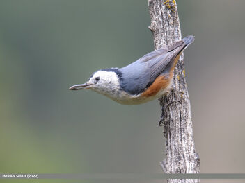 White-cheeked Nuthatch (Sitta leucopsis) - бесплатный image #495599
